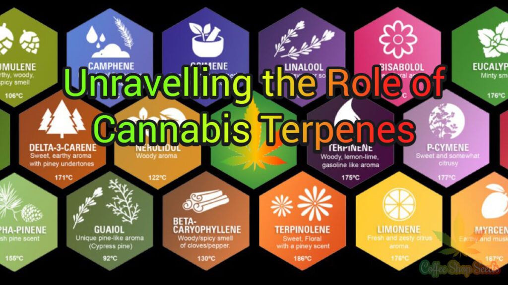 Unravelling the Role of Cannabis Terpenes