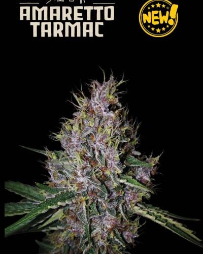 Amaretto Tarmac Auto Feminised Cannabis Seeds by Seedstockers