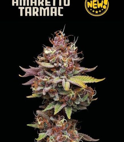 Amaretto Tarmac Feminised Cannabis Seeds by Seedstockers