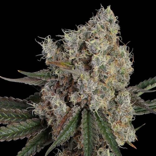 Another Level Feminised Cannabis Seeds by Happy Valley Genetics