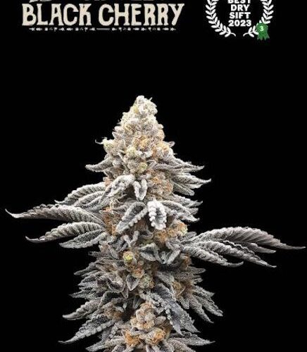 Apollo Black Cherry Feminised Cannabis Seeds by Seedstockers