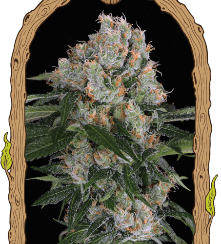 Artic Flurry Feminised Cannabis Seeds by Exotic Seed