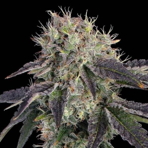 Baller's Game Feminised Cannabis Seeds by Happy Valley Genetics