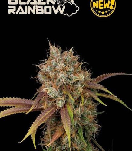 Black Rainbow Feminised Cannabis Seeds by Seedstockers