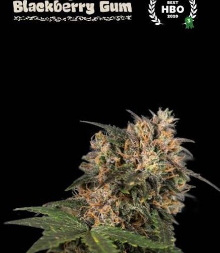 Blackberry Gum Feminised Cannabis Seeds by Seedstockers