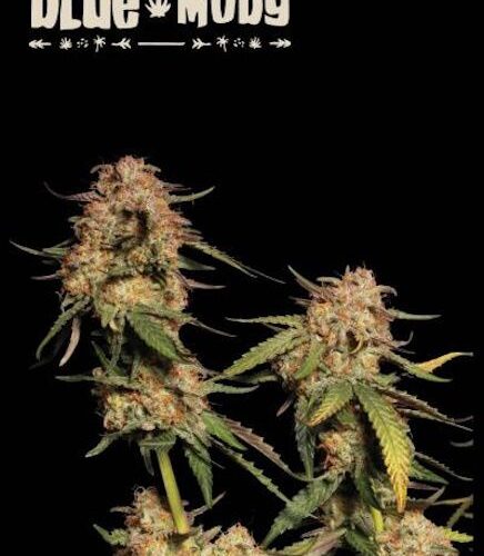 Blue Moby Feminised Cannabis Seeds by Seedstockers