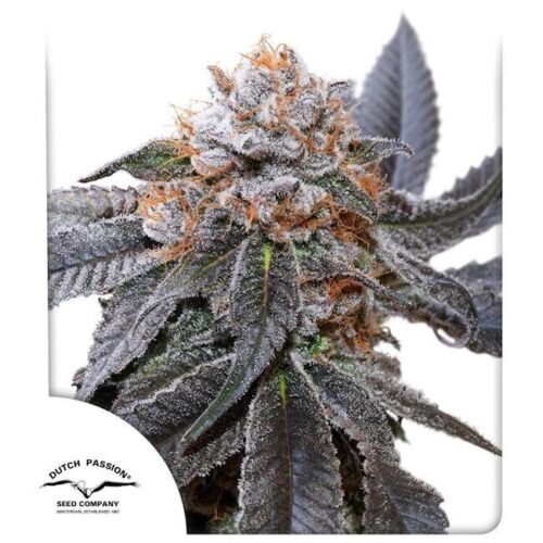 Blue Zushi Feminised Cannabis Seeds by Dutch Passion