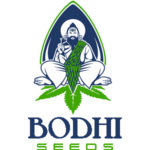 Bodhi Seeds