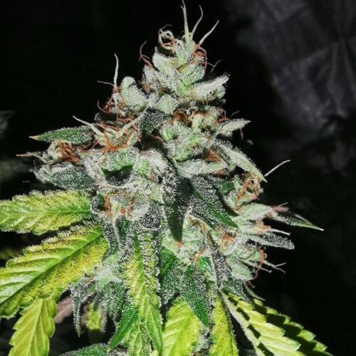 Britcoin Feminised Cannabis Seeds by Pheno Finder Seeds