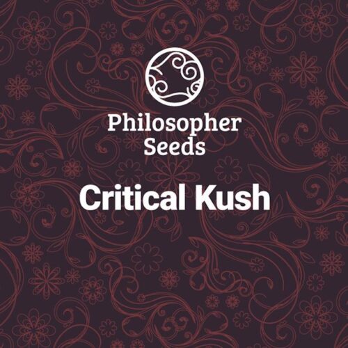 Critical Kush Feminised Cannabis Seeds by Philosopher Seeds