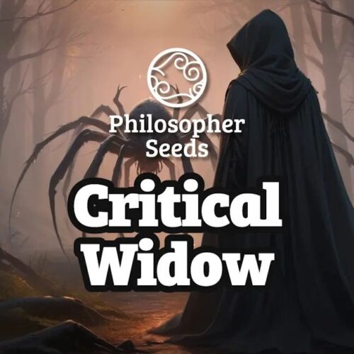 Critical Widow Feminised Cannabis Seeds by Philosopher Seeds