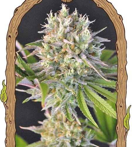 Malawi White Truffle Feminised Cannabis Seeds by Exotic Seed