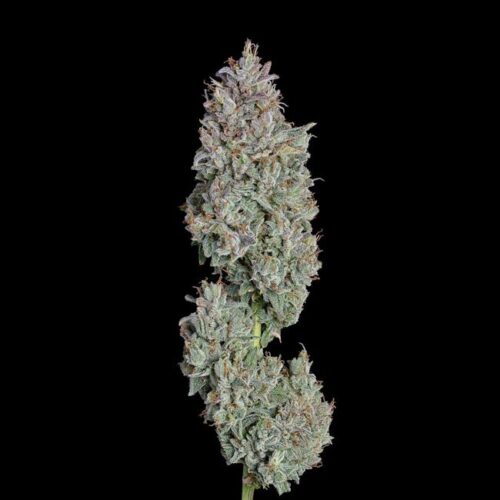 Easy Button Auto Feminised Cannabis Seeds by Happy Valley Genetics