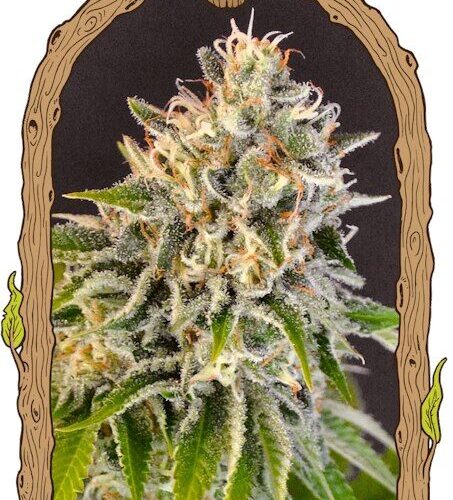 Exotic Biscotti Feminised Cannabis Seeds by Exotic Seed