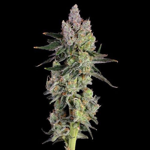 Equilibrium Feminised Cannabis Seeds by Happy Valley Genetics