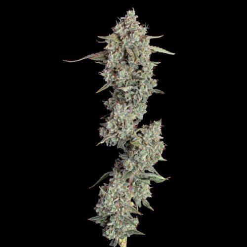 Everglades OG Auto Feminised Cannabis Seeds by Happy Valley Genetics