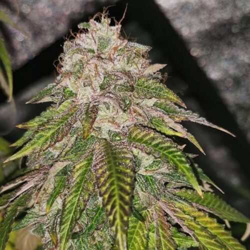 GMO Rainbowz Feminised Cannabis Seeds by Pheno Finder Seeds