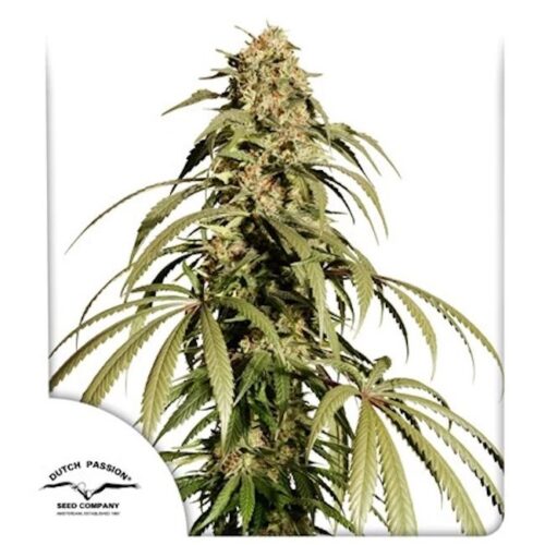 Ice Cream Haze Feminised Cannabis Seeds by Dutch Passion