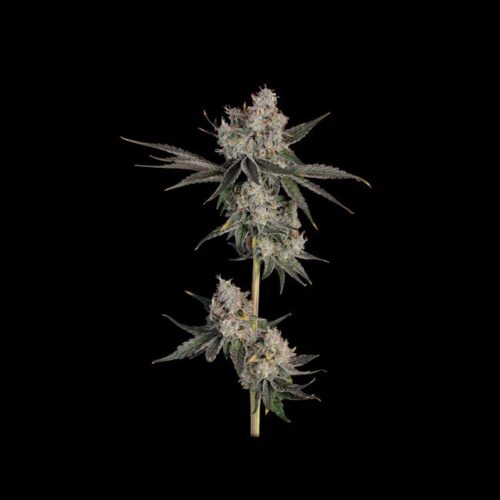 Knockout Feminised Cannabis Seeds by Happy Valley Genetics