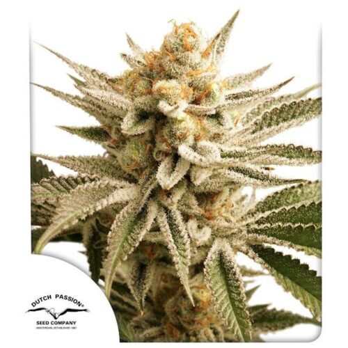 Lemon Z Feminised Cannabis Seeds by Dutch Passion