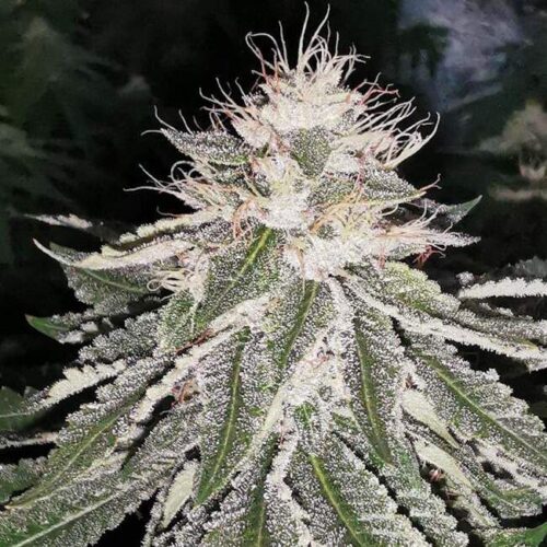 MAC 11 Feminised Cannabis Seeds by Pheno Finder Seeds