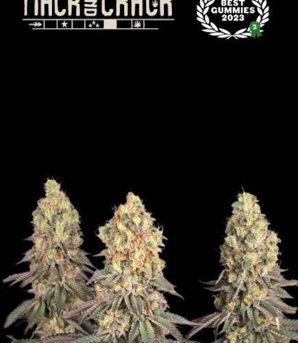 Mack & Crack Feminised Cannabis Seeds by Seedstockers