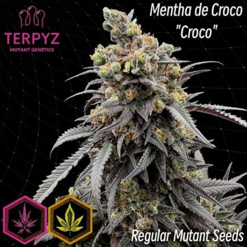 Mentha de Croco 'Croco' Bx Regular Cannabis Seeds by TerpyZ Mutant Genetics