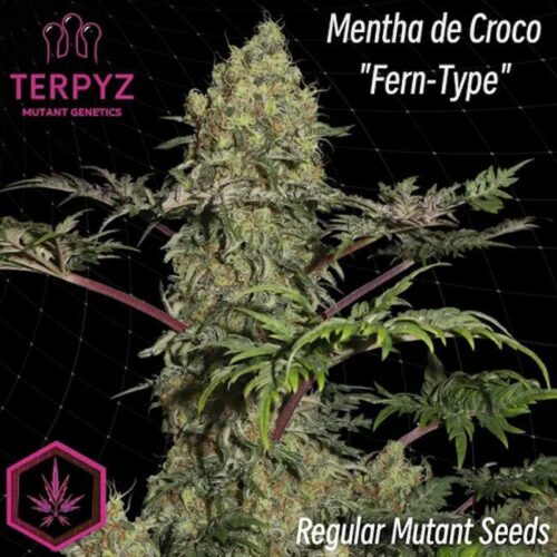 Mentha de Croco 'Fern-Type' Regular Cannabis Seeds by TerpyZ Mutant Genetics