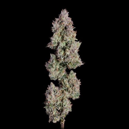 Oh My Thai Auto Feminised Cannabis Seeds by Happy Valley Genetics