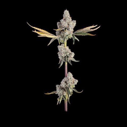 Overtime Feminised Cannabis Seeds by Happy Valley Genetics