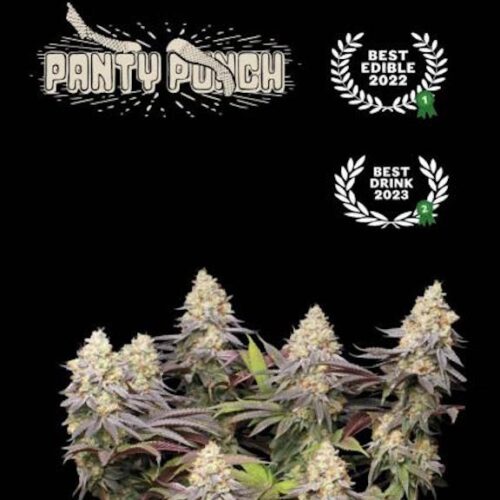 Panty Punch Feminised Cannabis Seeds by Seedstockers