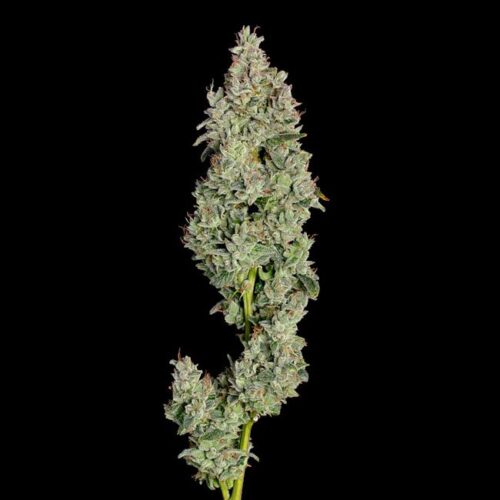 Pineapple Daddy Auto Feminised Cannabis Seeds by Happy Valley Genetics