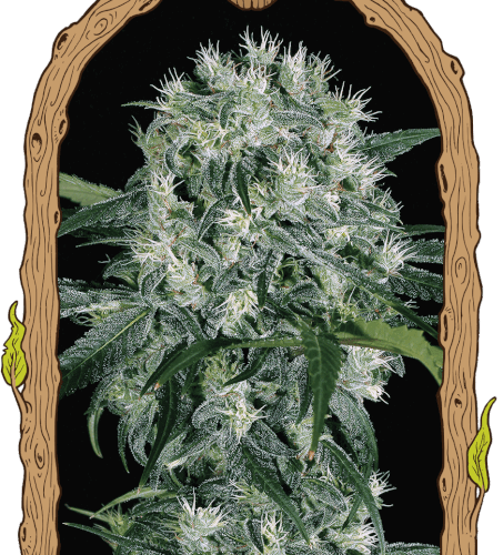 Pink Hokkaido Feminised Cannabis Seeds by Exotic Seed