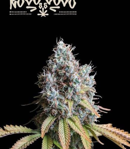 Rucu Cucu OG Feminised Cannabis Seeds by Seedstockers