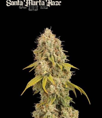 Santa Marta Haze Feminised Cannabis Seeds by Seedstockers