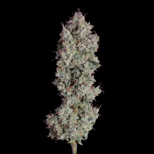 Shortcut Auto Feminised Cannabis Seeds by Happy Valley Genetics