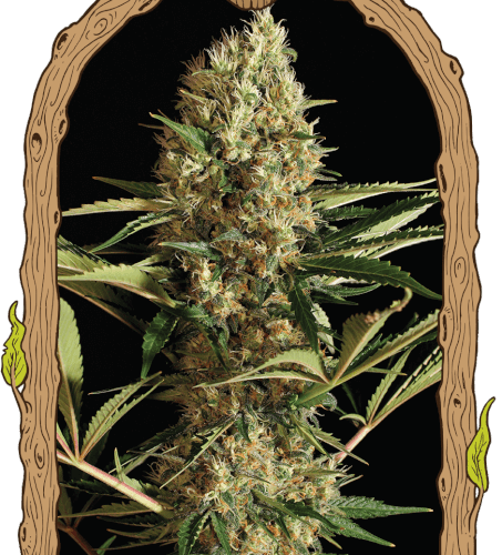 Strawberry Cube Auto Feminised Cannabis Seeds by Exotic Seed