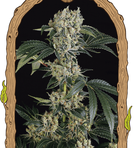 Sugar Larry Feminised Cannabis Seeds by Exotic Seed