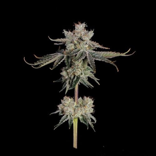 Sweet 16 Feminised Cannabis Seeds by Happy Valley Genetics