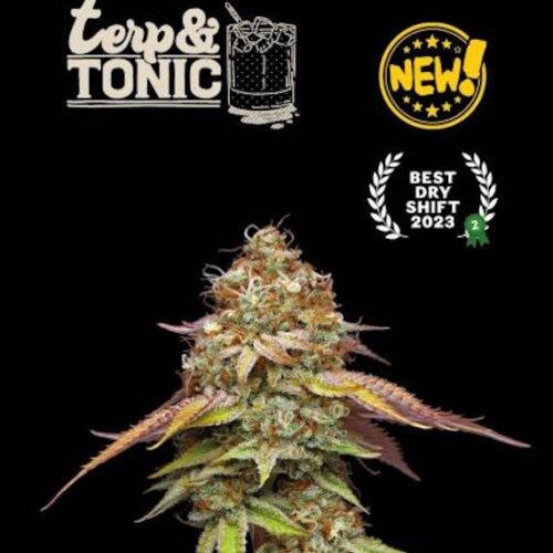 Terp & Tonic Feminised Cannabis Seeds by Seedstockers