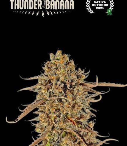 Thunder Banana Feminised Cannabis Seeds by Seedstockers