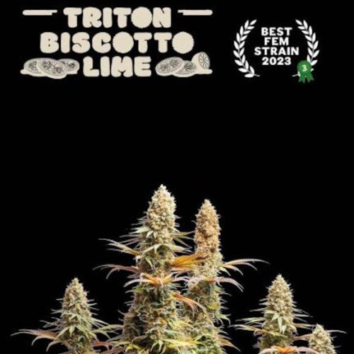 Triton Biscotto Lime Feminised Cannabis Seeds by Seedstockers