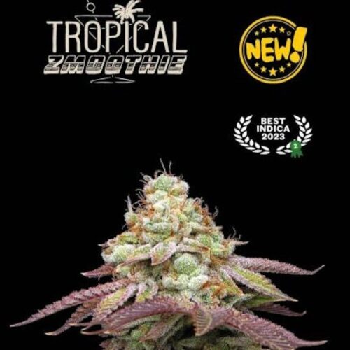 Tropical Zmoothie Feminised Cannabis Seeds by Seedstockers