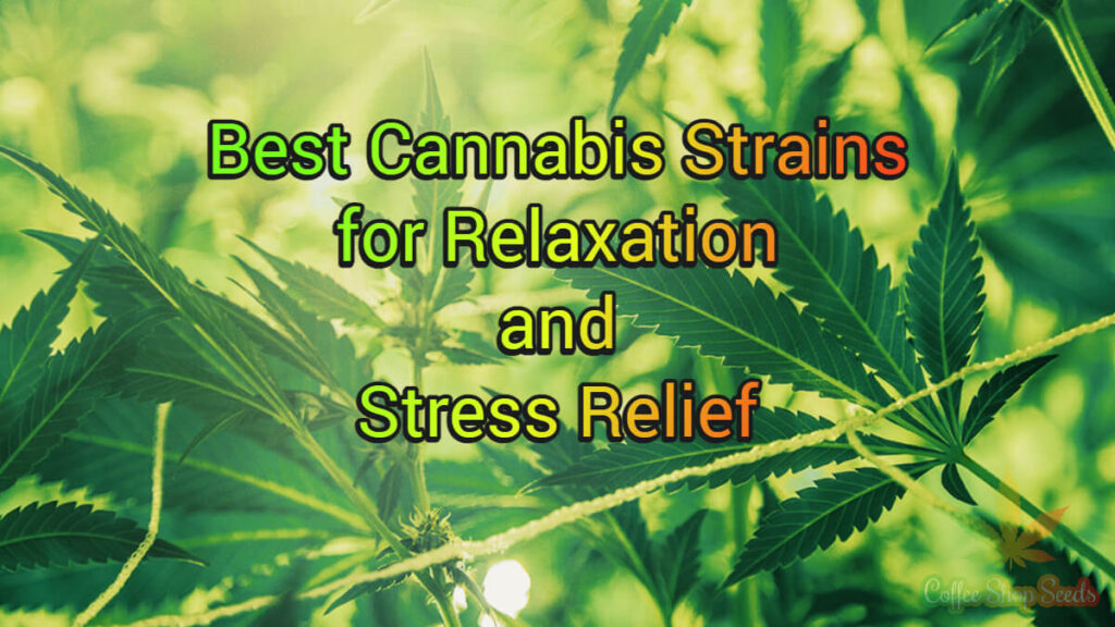 Best Cannabis Strains for Relaxation and Stress Relief