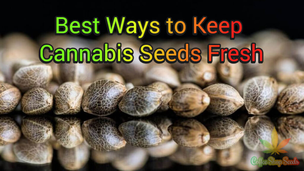 Best Ways to Keep Cannabis Seeds Fresh