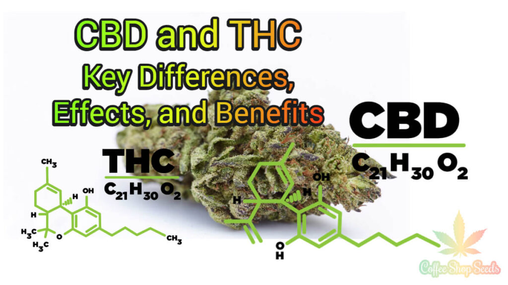 CBD and THC Key Differences, Effects, and Benefits