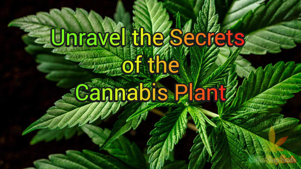 Unravel the Secrets of the Cannabis Plant