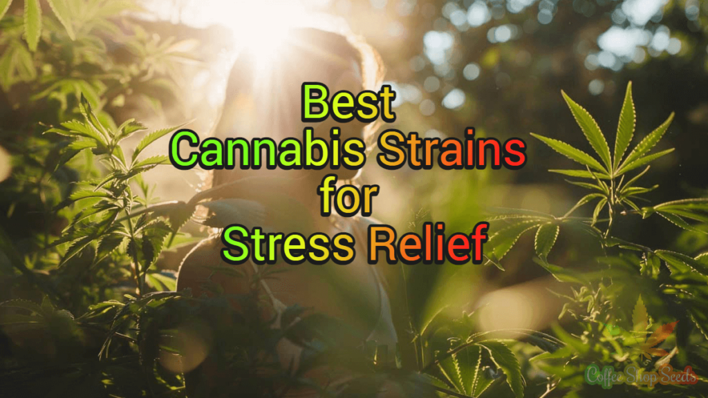 Best Cannabis Strains for Stress Relief