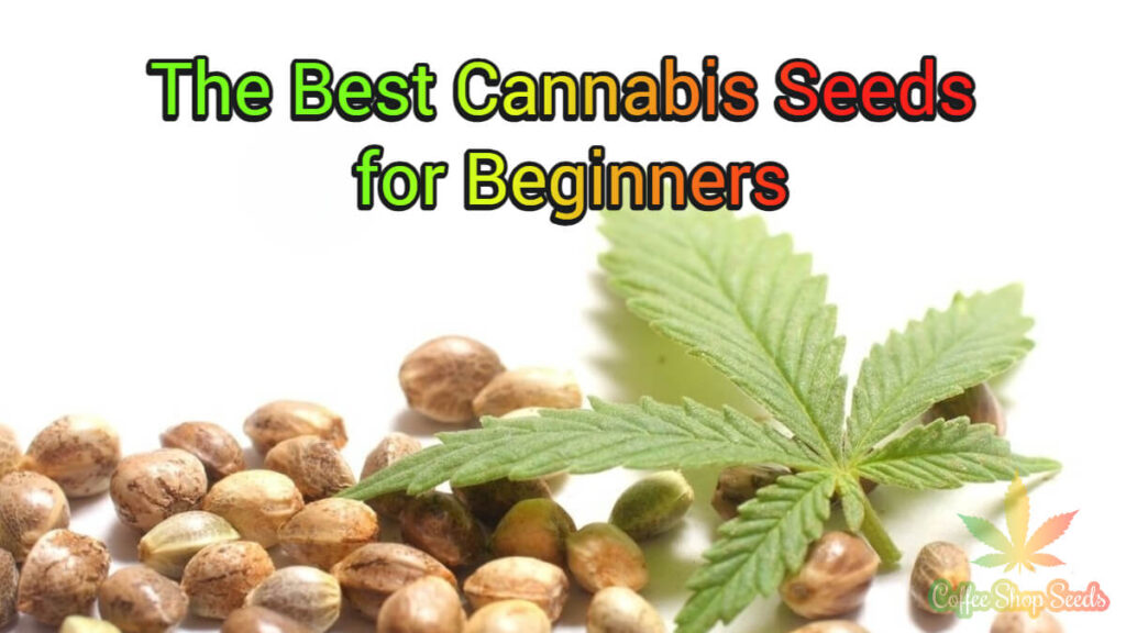 How to Pick the Best Cannabis Seeds for Beginners