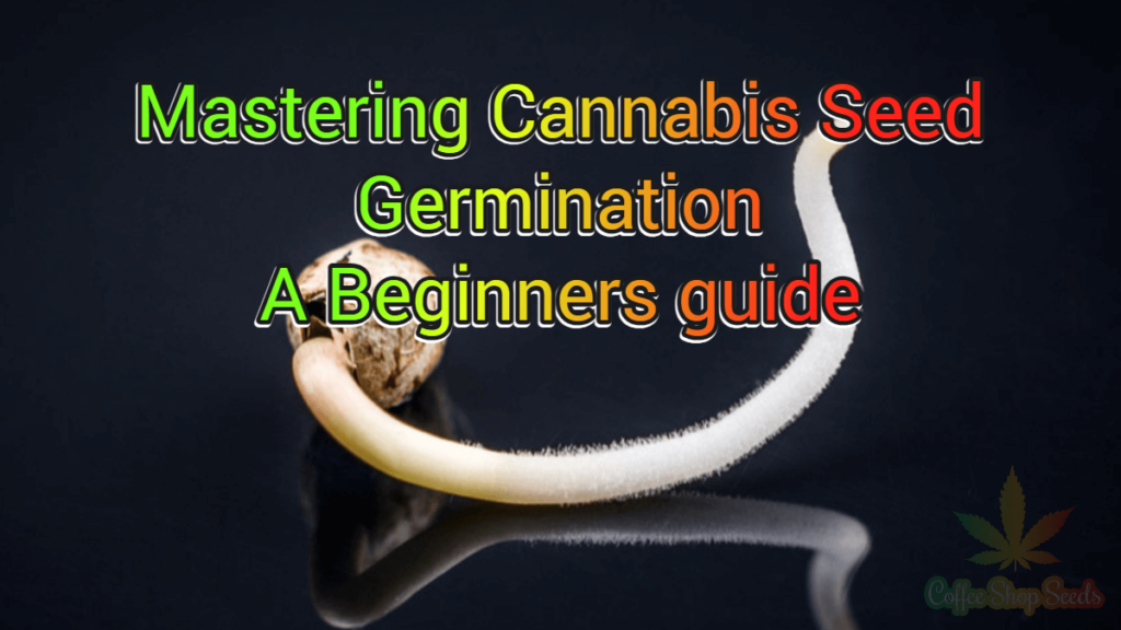 Mastering Cannabis Seed Germination